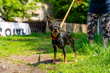 PRZTYK, Hund, Pinscher in Polen - Bild 1