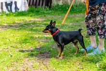 PRZTYK, Hund, Pinscher in Polen - Bild 2