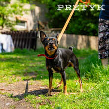 PRZTYK, Hund, Pinscher in Polen - Bild 4