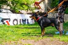 PRZTYK, Hund, Pinscher in Polen - Bild 6