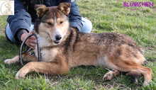 BLÜMCHEN, Hund, Mischlingshund in Bosnien und Herzegowina - Bild 2