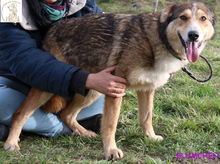 BLÜMCHEN, Hund, Mischlingshund in Bosnien und Herzegowina - Bild 3