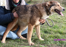 BLÜMCHEN, Hund, Mischlingshund in Bosnien und Herzegowina - Bild 4