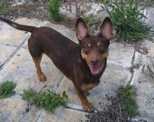 LARA, Hund, Mischlingshund in Griechenland