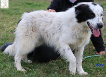 BOLP, Hund, Mischlingshund in Bosnien und Herzegowina - Bild 5