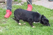 KIKO, Hund, Mischlingshund in Lohra-Reimershausen - Bild 2