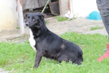 KIKO, Hund, Mischlingshund in Lohra-Reimershausen - Bild 3