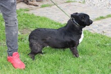 KIKO, Hund, Mischlingshund in Lohra-Reimershausen - Bild 4