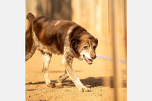 CORI, Hund, Mischlingshund in Berlin