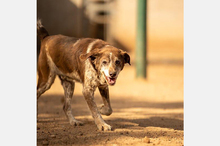 CORI, Hund, Mischlingshund in Berlin - Bild 10