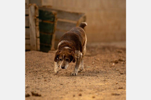 CORI, Hund, Mischlingshund in Berlin - Bild 12