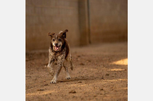 CORI, Hund, Mischlingshund in Berlin - Bild 14