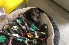 CORI, Hund, Mischlingshund in Berlin - Bild 17