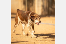 CORI, Hund, Mischlingshund in Berlin - Bild 9