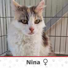 NINA, Katze, Abessinier in Erkrath - Bild 1