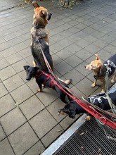 BOGYOTACSI, Hund, Dackel-Mix in Kassel - Bild 3