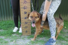 MEXX, Hund, Deutscher Schäferhund in Ungarn - Bild 2