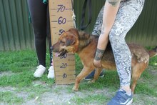 MEXX, Hund, Deutscher Schäferhund in Ungarn - Bild 3