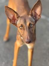 MOLLY, Hund, Podenco in Spanien - Bild 1