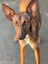 MOLLY, Hund, Podenco in Spanien - Bild 2