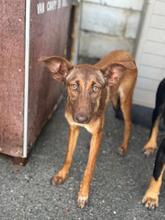 MOLLY, Hund, Podenco in Spanien - Bild 4