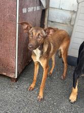 MOLLY, Hund, Podenco in Spanien - Bild 5