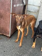 MOLLY, Hund, Podenco in Spanien - Bild 6