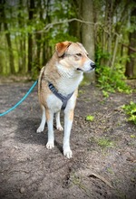 AMY, Hund, Mischlingshund in Hamburg - Bild 3