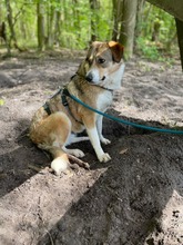 AMY, Hund, Mischlingshund in Hamburg - Bild 4