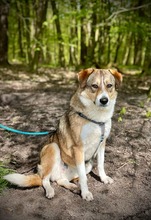 AMY, Hund, Mischlingshund in Hamburg - Bild 5