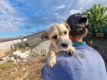 SPARKY, Hund, Mischlingshund in Rumänien - Bild 2