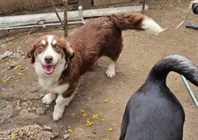 FAN, Hund, Mischlingshund in Rumänien - Bild 2