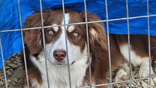 FAN, Hund, Mischlingshund in Rumänien - Bild 6