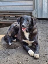 WAYONA, Hund, Mischlingshund in Rumänien - Bild 2