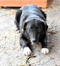 WAYONA, Hund, Mischlingshund in Rumänien - Bild 3