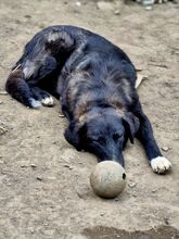 WAYONA, Hund, Mischlingshund in Rumänien - Bild 4