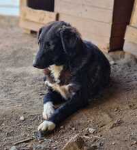 WAYONA, Hund, Mischlingshund in Rumänien - Bild 8