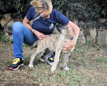 VALYSSA, Hund, Mischlingshund in Italien - Bild 23