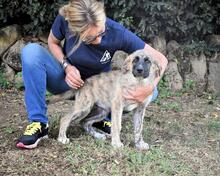 VALYSSA, Hund, Mischlingshund in Italien - Bild 24