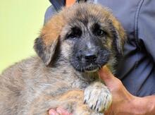 VALYSSA, Hund, Mischlingshund in Italien - Bild 26