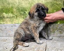 VALYSSA, Hund, Mischlingshund in Italien - Bild 27