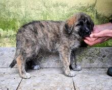 VALYSSA, Hund, Mischlingshund in Italien - Bild 29