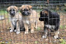 VALYSSA, Hund, Mischlingshund in Italien - Bild 30