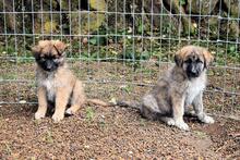 VALYSSA, Hund, Mischlingshund in Italien - Bild 31
