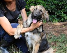 VELERIA, Hund, Mischlingshund in Italien - Bild 18