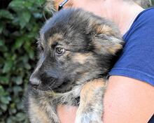 VELERIA, Hund, Mischlingshund in Italien - Bild 19