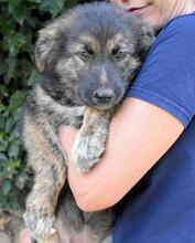 VELERIA, Hund, Mischlingshund in Italien - Bild 20