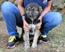 VELERIA, Hund, Mischlingshund in Italien - Bild 21