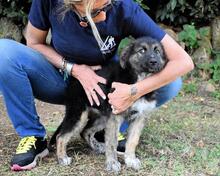 VELERIA, Hund, Mischlingshund in Italien - Bild 22
