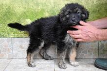 VELERIA, Hund, Mischlingshund in Italien - Bild 23